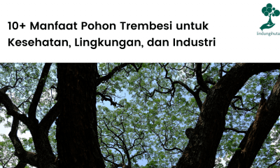 Manfaat pohon trembesi unutk manusia dan lingkungan.