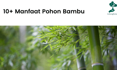 Manfaat menanam pohon bambu