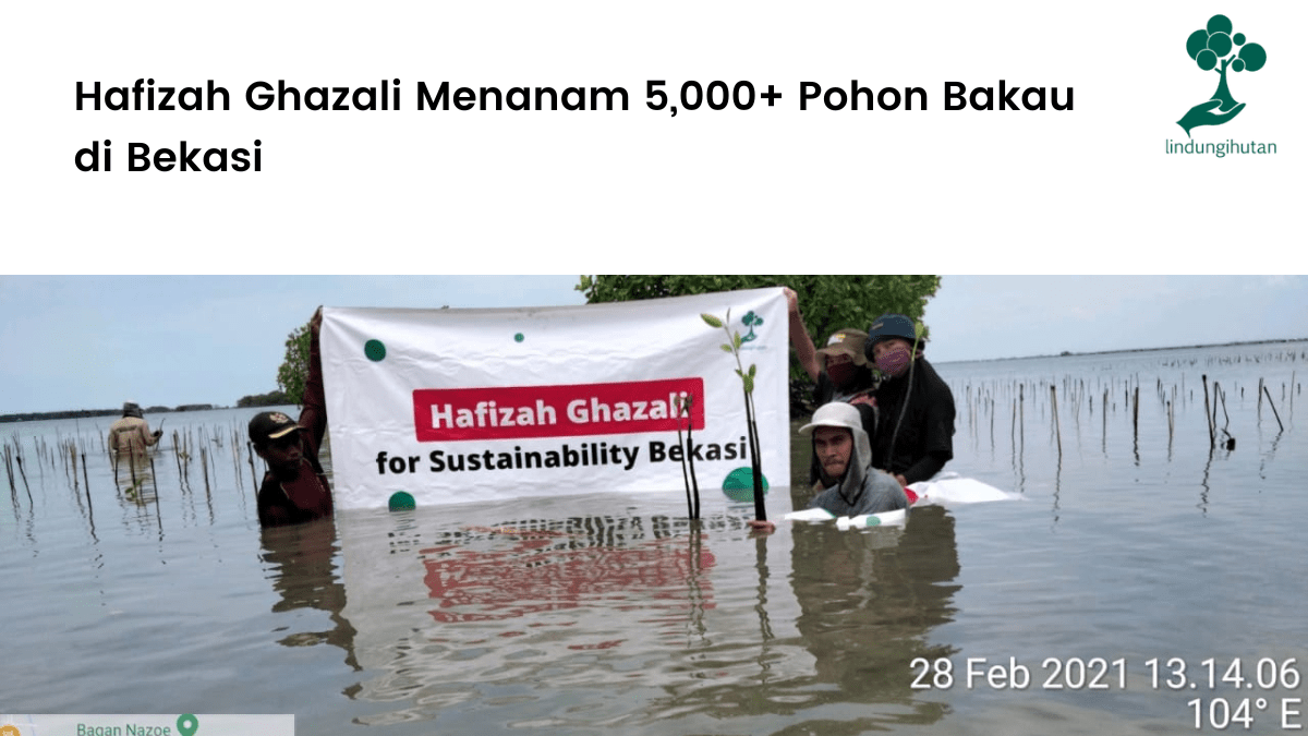 Hafizah Ghazali Menanam 5,000+ Pohon Bakau di Bekasi. Cover Image Blog LindungiHutan (5)