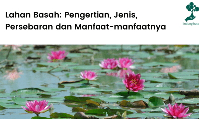 Pengertian lahan basah, jenis, persebaran dan manfaatnya.