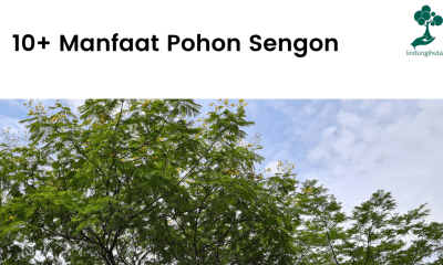 Manfaat pohon sengon untuk masyarakat.