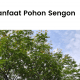 Manfaat pohon sengon untuk masyarakat.