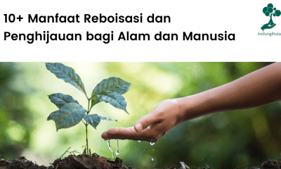 Manfaat reboisasi dan penghijauan untuk manusia dan alam.