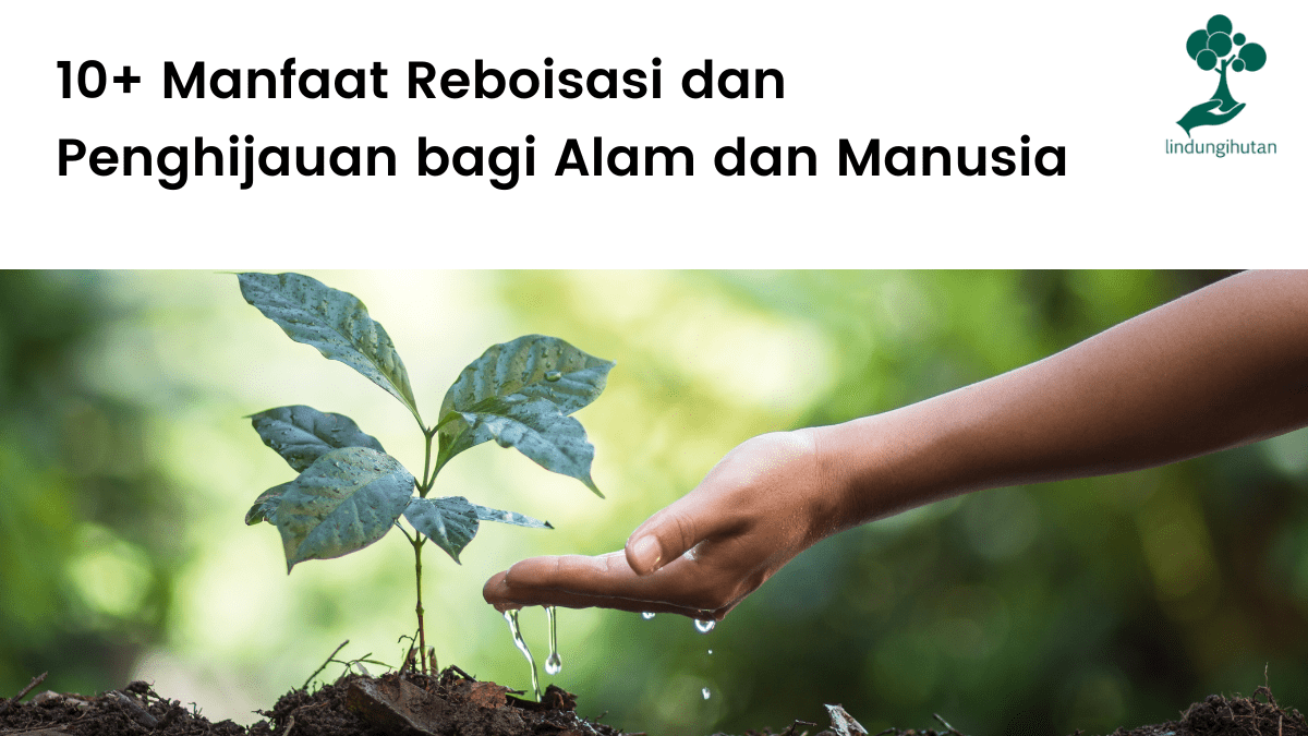 Manfaat reboisasi dan penghijauan untuk manusia dan alam.