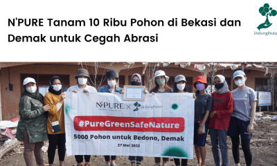 N'PURE tanam pohon Mangrove Rhizophora di Demak dan Bekasi.