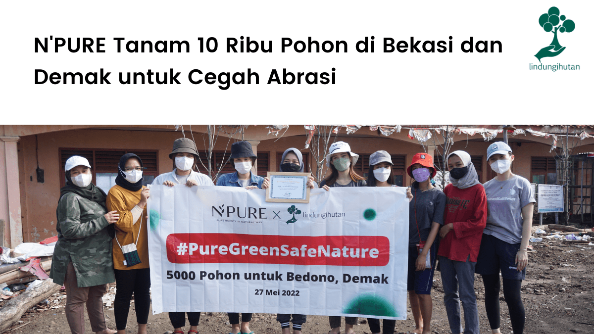 N'PURE tanam pohon Mangrove Rhizophora di Demak dan Bekasi.