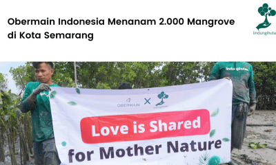 Obermain Indonesia Menanam 2.000 Mangrove di Kota Semarang