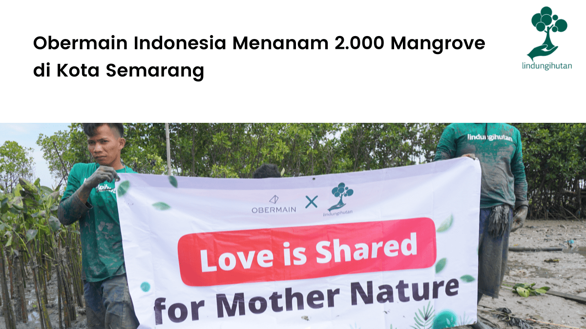 Obermain Indonesia Menanam 2.000 Mangrove di Kota Semarang