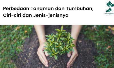 Perbedaan tanaman dan tumbuhan, ciri-ciri dan jenis-jenisnya.