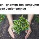 Perbedaan tanaman dan tumbuhan, ciri-ciri dan jenis-jenisnya.