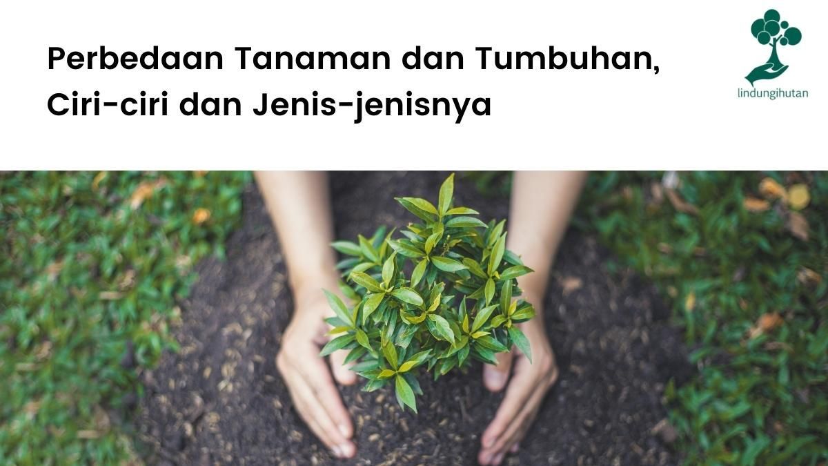 Perbedaan tanaman dan tumbuhan, ciri-ciri dan jenis-jenisnya.