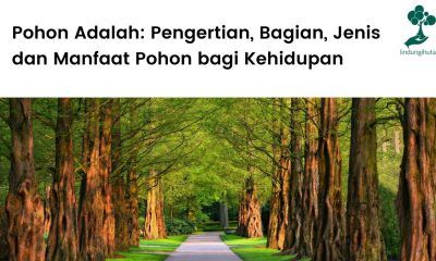 Pengertian pohon, bagian, jenis dan manfaatnya untuk kehidupan.