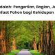 Pengertian pohon, bagian, jenis dan manfaatnya untuk kehidupan.