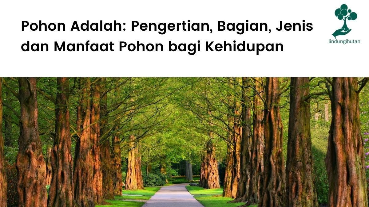 Pengertian pohon, bagian, jenis dan manfaatnya untuk kehidupan.