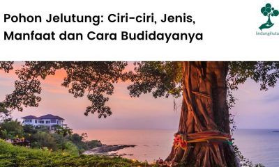 Penjelasan lengkap tanaman jelutung, ciri-ciri, jenis, manfaat dan cara budidayanya.