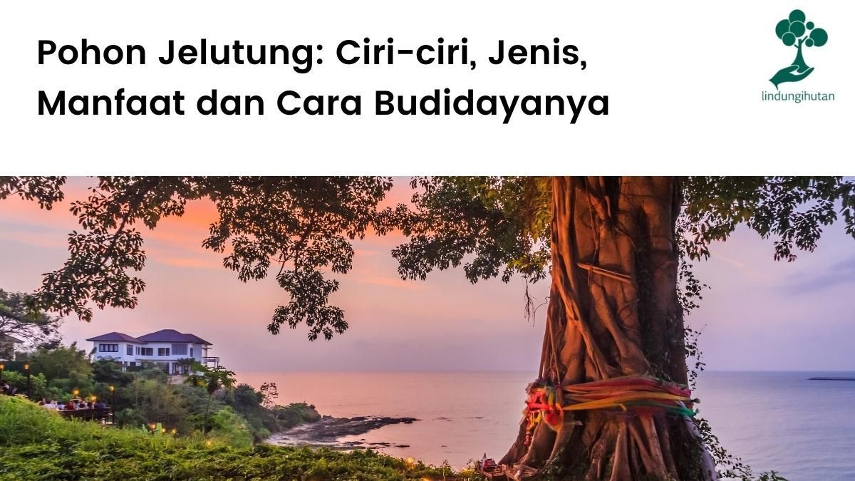 Penjelasan lengkap tanaman jelutung, ciri-ciri, jenis, manfaat dan cara budidayanya.