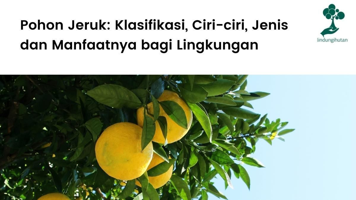Penjelasan lengkap tentang pohon jeruk.