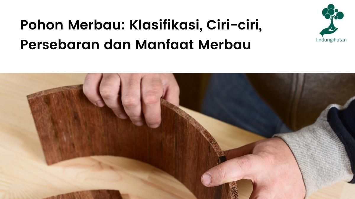 Penjelasan lengkap pohon merbau (Intsia bijuga).
