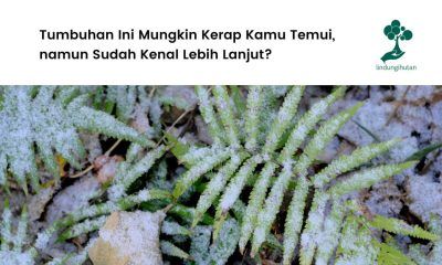 Gambar tumbuhan paku