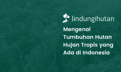 Tumbuhan hutan hujan tropis