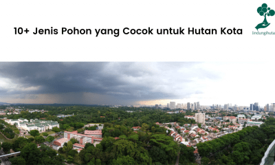 10+ Jenis Pohon yang Cocok untuk Hutan Kota