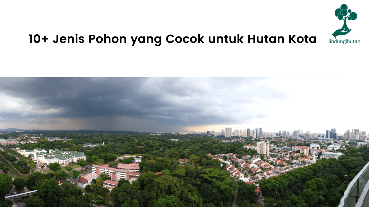 10+ Jenis Pohon yang Cocok untuk Hutan Kota