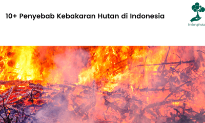 10+ Penyebab Kebakaran Hutan di Indonesia