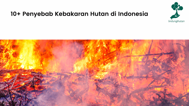 10+ Penyebab Kebakaran Hutan di Indonesia