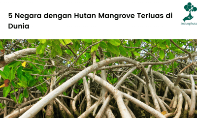 5 Negara dengan Hutan Mangrove Terluas di Dunia.