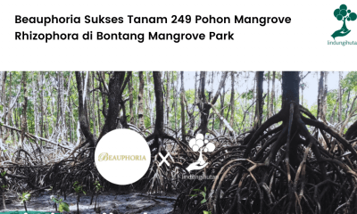 LindungiHutan dan Beauphoria berkolaborasi untuk menanam mangrove di Bontang, Kaltim.