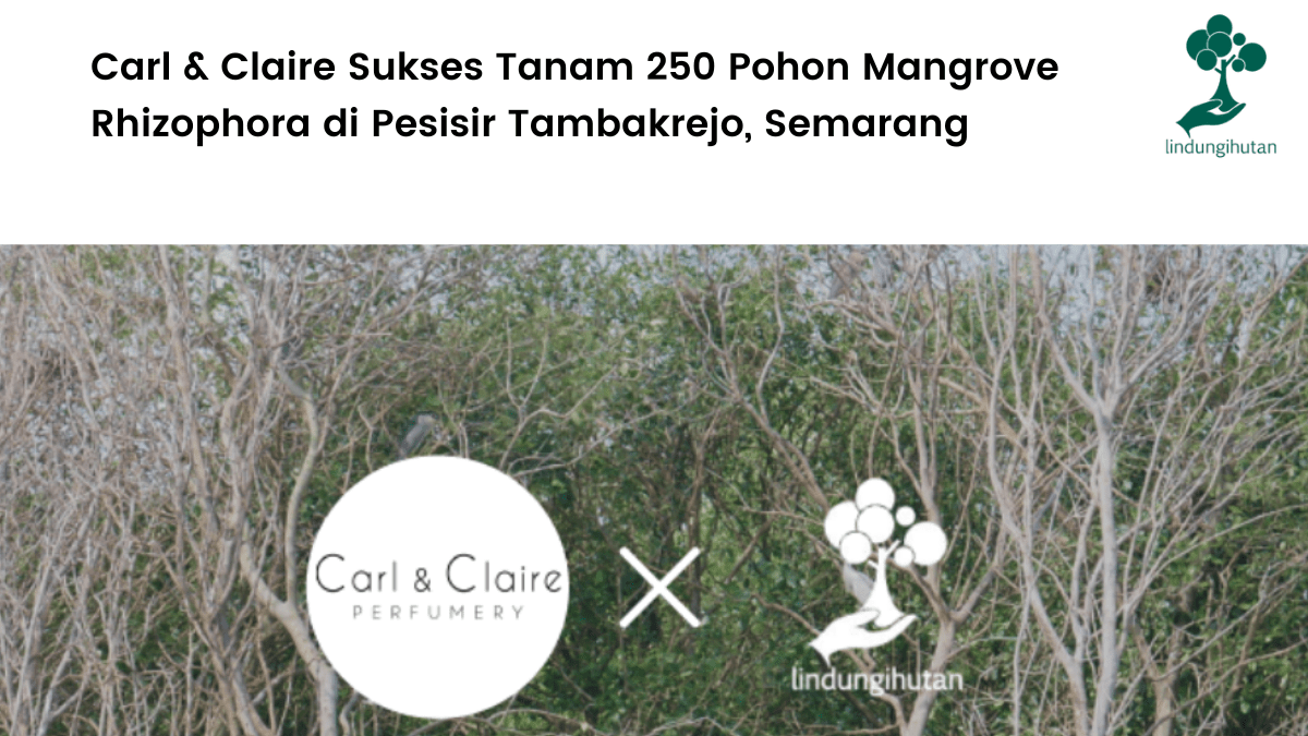 Carl & Claire Sukses Tanam 250 Pohon Mangrove Rhizophora di Pesisir Tambakrejo, Semarang