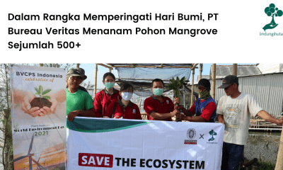 Bureau Veritas Menanam Pohon Mangrove Sejumlah 500+.