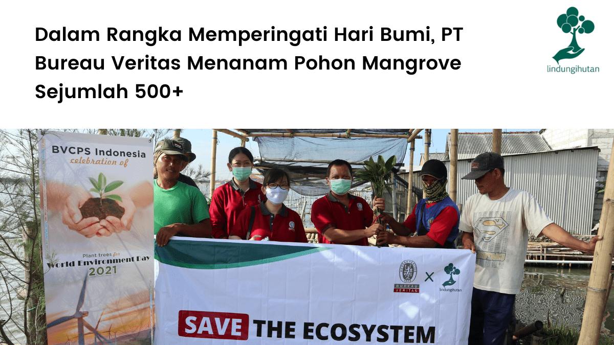 Bureau Veritas Menanam Pohon Mangrove Sejumlah 500+.