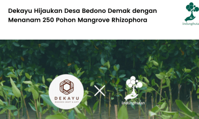 Dekayu Hijaukan Desa Bedono Demak dengan Menanam 250 Pohon Mangrove Rhizophora.