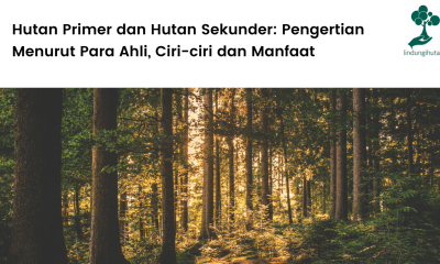 Hutan Primer dan Hutan Sekunder Pengertian Menurut Para Ahli, Ciri-ciri dan Manfaat (2022)