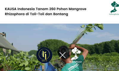 KAUSA Indonesia Tanam 260 Pohon Mangrove Rhizophora di Toli-Toli dan Bontang.