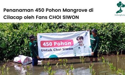 Kegiatan penanaman mangrove untuk merayakan ulang tahun Choi Siwon.