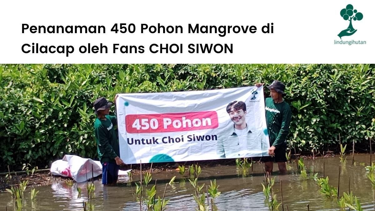 Kegiatan penanaman mangrove untuk merayakan ulang tahun Choi Siwon.