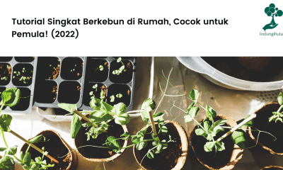 Tutorial Singkat Berkebun di Rumah, Cocok untuk Pemula! (2022).