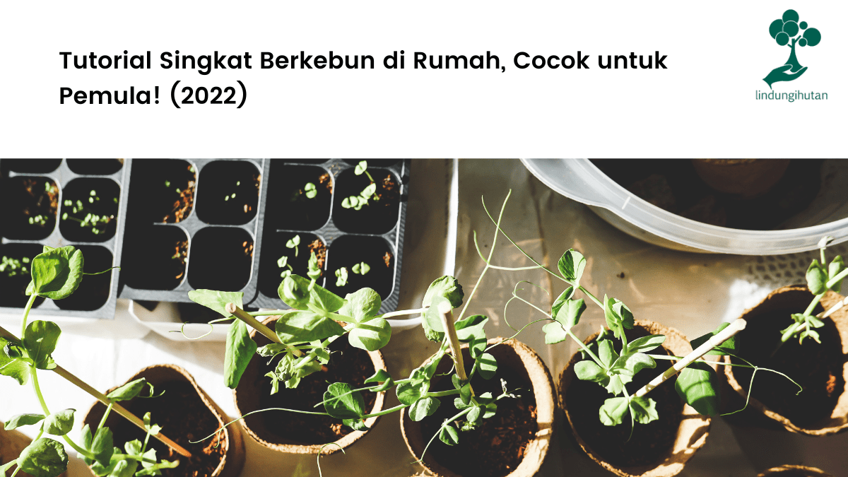 Tutorial Singkat Berkebun di Rumah, Cocok untuk Pemula! (2022).