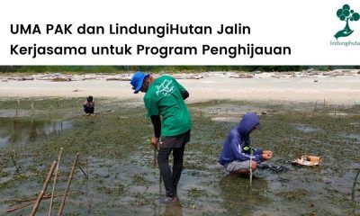 UMA PAK dan LindungiHutan berkolaborasi menanam ratusan mangrove di Kalimantan dan Sulawesi.