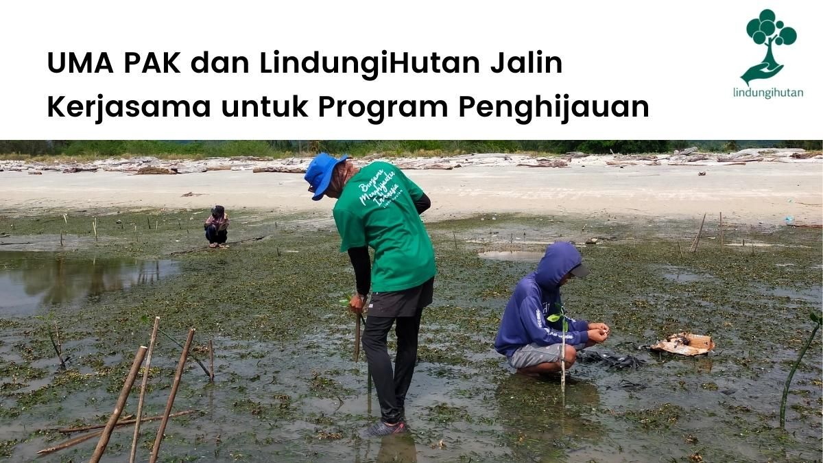 UMA PAK dan LindungiHutan berkolaborasi menanam ratusan mangrove di Kalimantan dan Sulawesi.