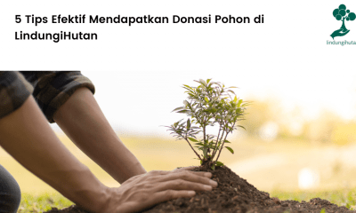 tips mendapatkan donasi pohon di LindungiHutan.