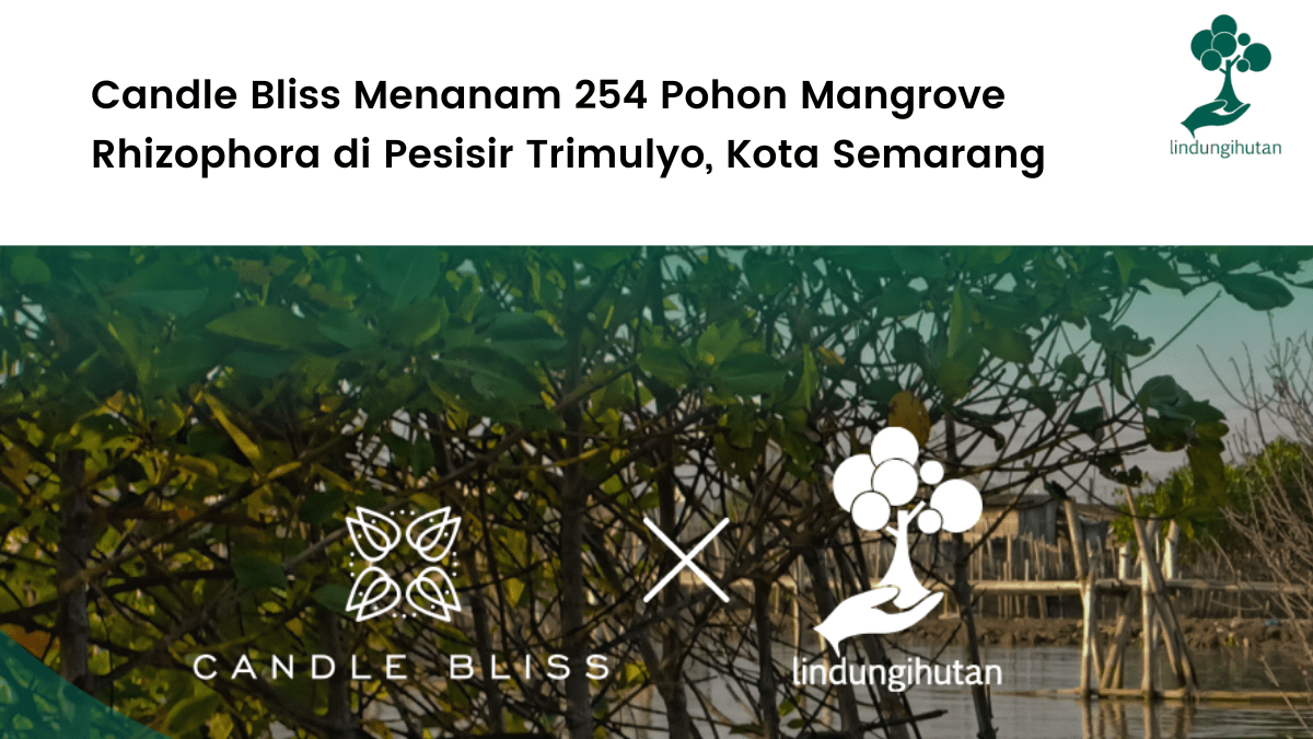 Candle Bliss dan LindungiHutan bekerjasama untuk menjalankan program penghijauan di pesisir Kota Semarang.