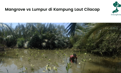 Mangrove vs Lumpur di Kampung Laut Cilacap.