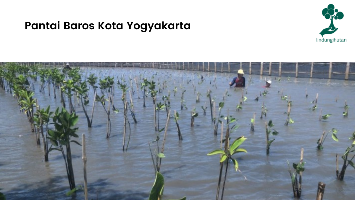 Pantai Baros Kota Yogyakarta.