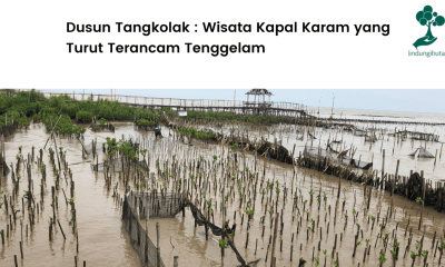 Lokasi penanaman di Dusun Tangkolak