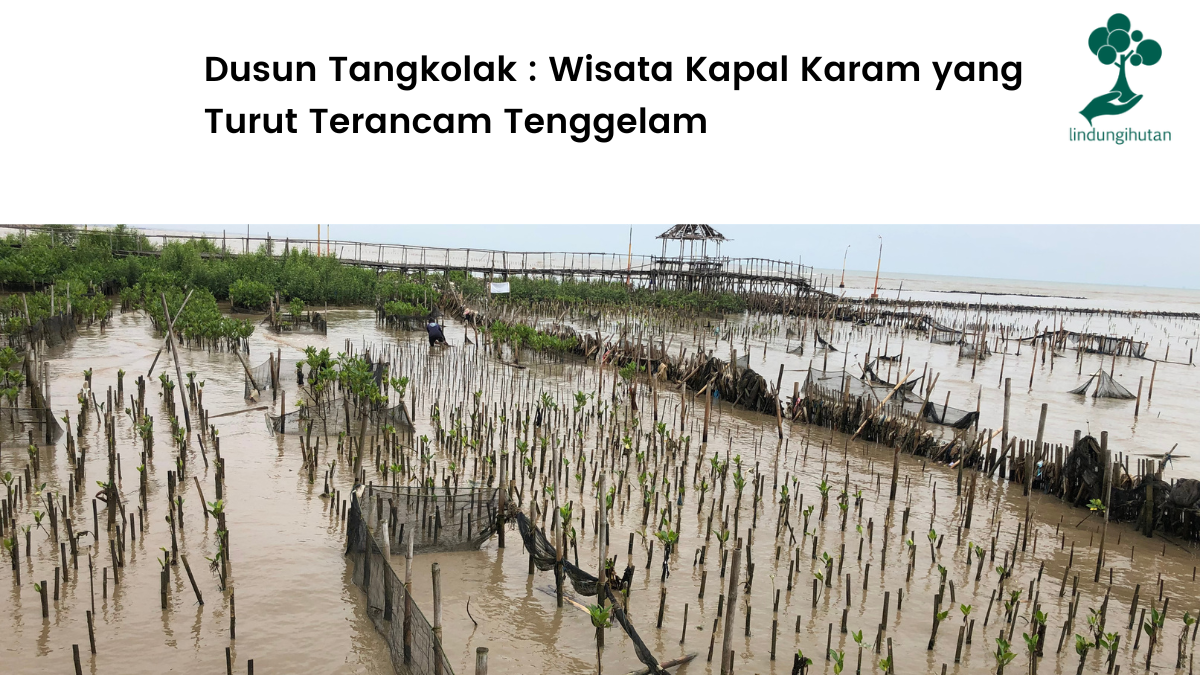 Lokasi penanaman di Dusun Tangkolak