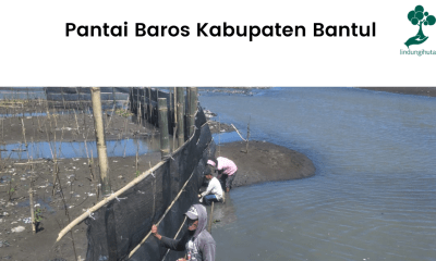 Lokasi penanaman mangrove LindungiHutan di Pantai Baros, Bantul.