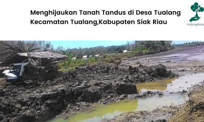 Mengenal lokasi penanaman pohon lindungIhutan di Tualang, Kabupaten Siak.